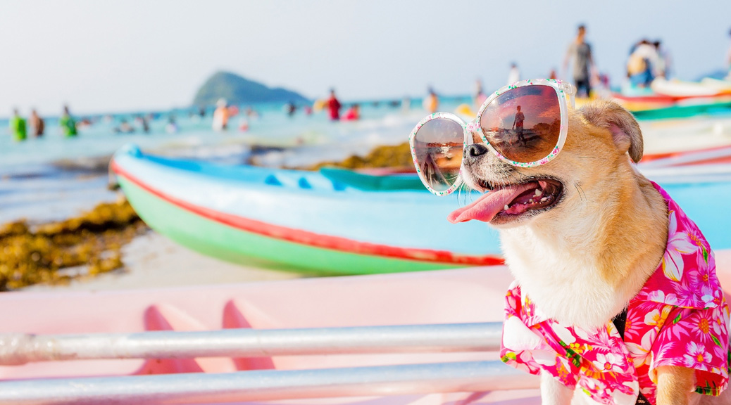 Pet Owner Dilemma: Does my dog need sun protection too?