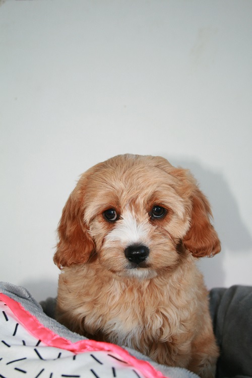 Buy Cavoodles, Mini Cavoodle Puppies Toy and Miniature Cavalier x